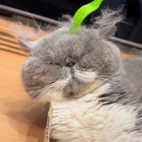 気持ちよさそうな猫