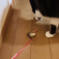 投稿主さんをおびき出そうとしておもちゃを持ってきた保護猫