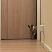猫がドアから出てくる