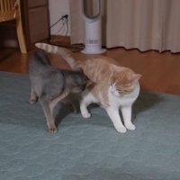 近くにいる2匹の猫