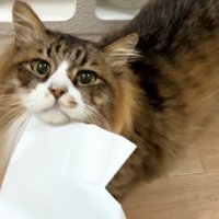 紙袋に顎乗せ