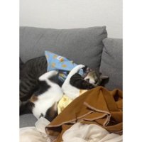 ケンカしている猫たち