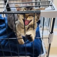 ケージの中で鳴く子猫