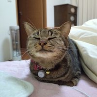 目を閉じる猫