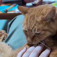 飼い主に撫でられてしっぽが動く猫