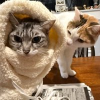 帽子をかぶる猫とそれをのぞき込む猫