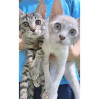 抱かれている子猫