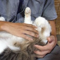 寝ている猫のお腹をなでている様子