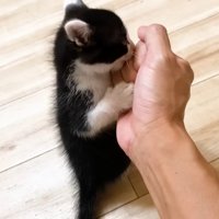 男性の手に甘える子猫