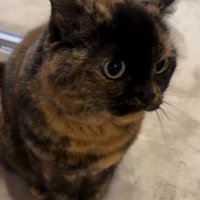 向かって右を向いて鳴いている猫