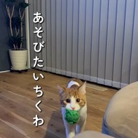 ボールをくわえる猫