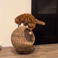 飛び乗る猫