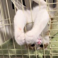 ハンモックでくつろぐ猫の写真9