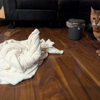 座る猫