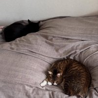布団の上に乗る猫