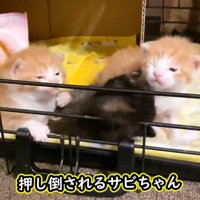 倒される