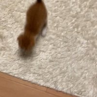 部屋を走る子猫