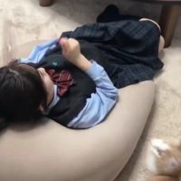 猫じゃらしで遊ぶ女の子と猫