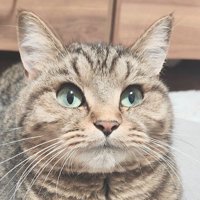 飼い主を見つめる猫の顔