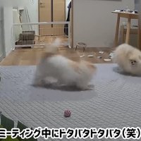 ミニ運動会をする二匹