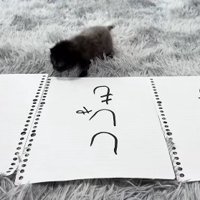 ししゃもと書かれた紙のすぐ近くにいる子猫