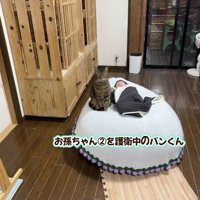 赤ちゃんが寝る布団のそばに座っている猫
