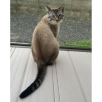 室内にいる猫