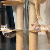 タワーにいる猫3匹