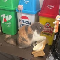 ドンドンするねこ