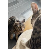 ケンカしている猫