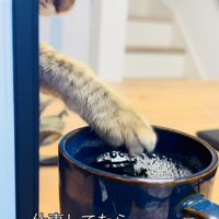 ママさんの麦茶に手を伸ばすキジトラ猫