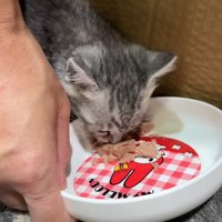 お皿からフードを食べる子猫
