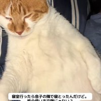 枕に頭を乗せて寝ている猫