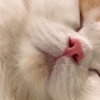 寝顔