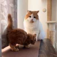 子猫に向かって鳴いている猫