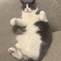 へそ天する猫