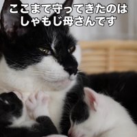 母猫に寄り添う子猫たち