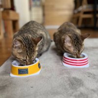 ご飯を食べる猫たち