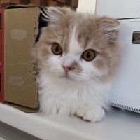 段ボールから顔と手だけ出している猫