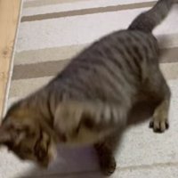 猫パンチしている猫