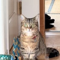 こちらを見つめる猫