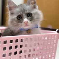 かごからカメラ目線の子猫
