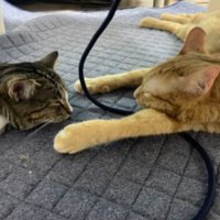 室内にいる猫たち