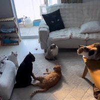 家族猫たちに囲まれる黒猫