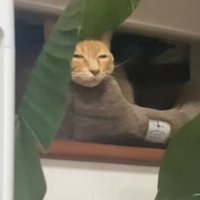 窓辺で寝ている猫