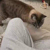 飼い主に駆け寄る猫