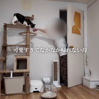 扉を見ている猫
