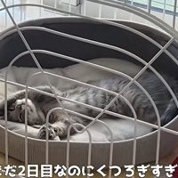 ヘソ天で寝る子猫