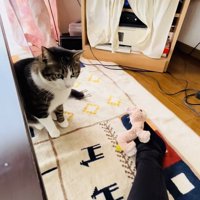 飼い主さんの足の上にぬいぐるみを置くキジ白猫
