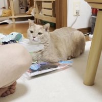 こちらを向いてあご乗せ